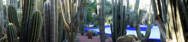 Jardim Jardin Majorelle Cactus Marrakech — Fotografia de Stock