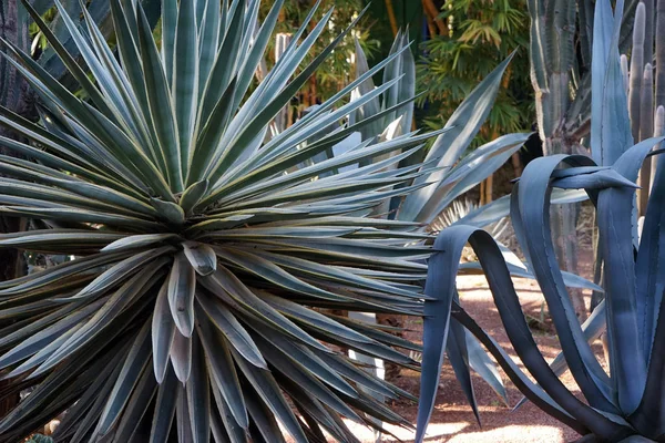 Jardin Majorelle Cactus Garden Marrakech — Zdjęcie stockowe