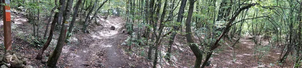 Sentier Pédestre Dans Forêt Crimée — Photo