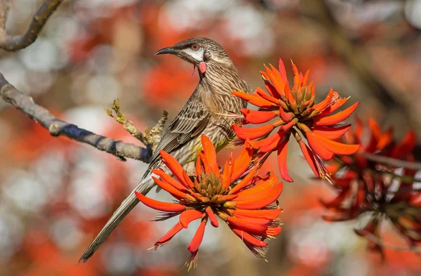 The Red Wattlebird — Stock Photo, Image