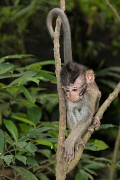 Joven mono de cola larga balinés — Foto de Stock