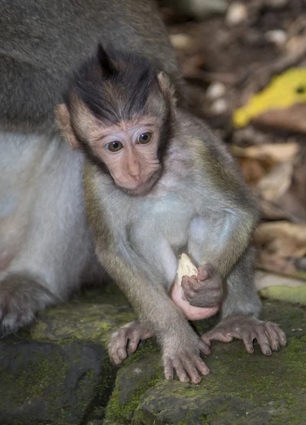 Macaco-de-cauda-longa-balinês jovem — Fotografia de Stock