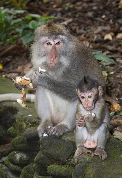 Bali dili uzun kuyruklu maymun — Stok fotoğraf