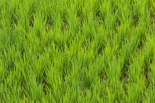 Rice Paddy in Bali. — Stock Photo, Image