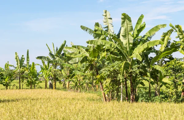 Riso Paddy a Ubud — Foto Stock