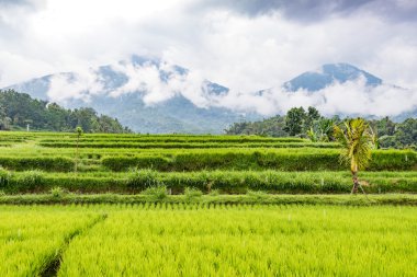 Jatiluwih pirinç terasları