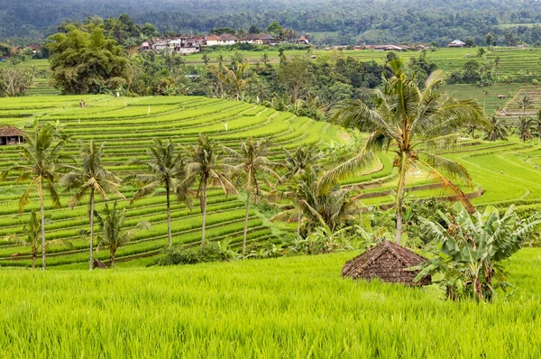 Terrazas de arroz Jatiluwih —  Fotos de Stock