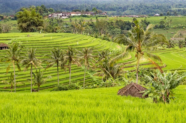 Jatiluwih Reisterrassen — Stockfoto