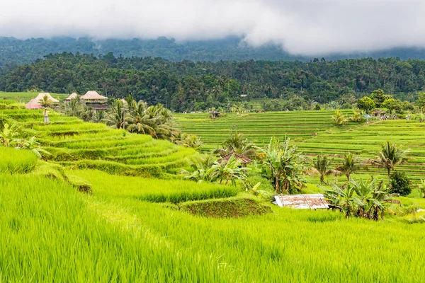 Terrazas de arroz Jatiluwih —  Fotos de Stock