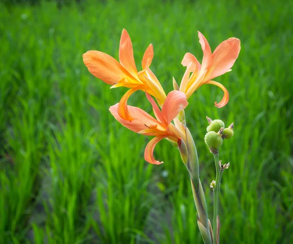 Flower in Rice Paddy — Stock Photo, Image