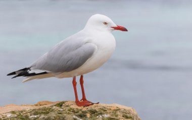 Rottnest Adası üzerinde gümüş martı