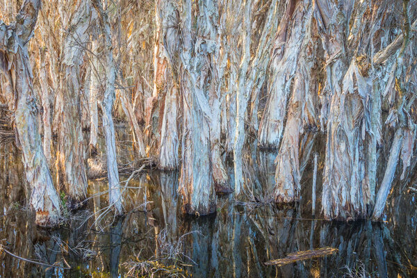 Paperbark Tree Swamp