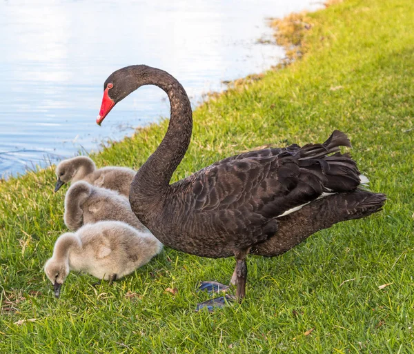 Schwarzer Schwan mit Cygnets — Stockfoto