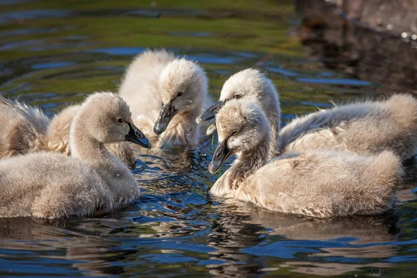 Black Swan Cygnets Feeding — Stock Photo, Image