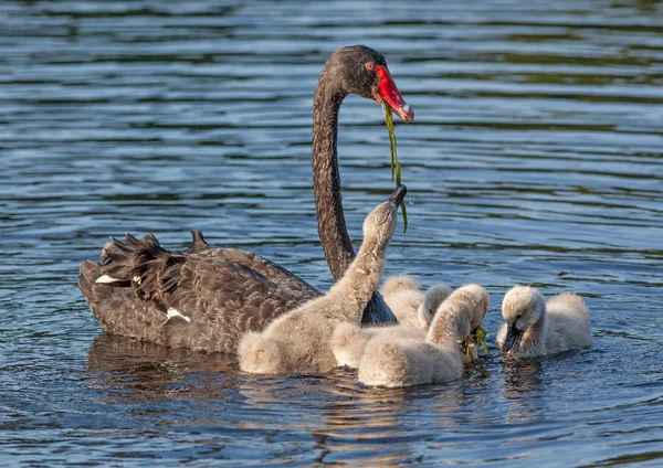 Schwarzer Schwan füttert Cygnets — Stockfoto