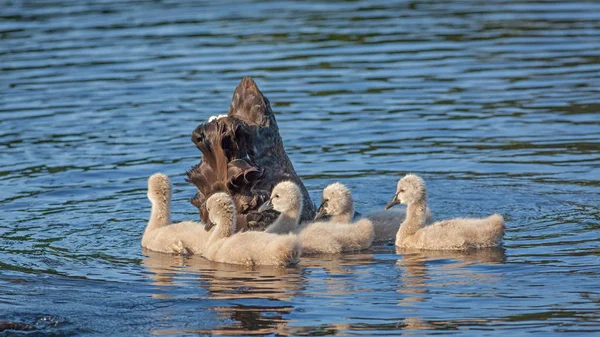 Black Swan Feeding Cygnets — Stock Photo, Image
