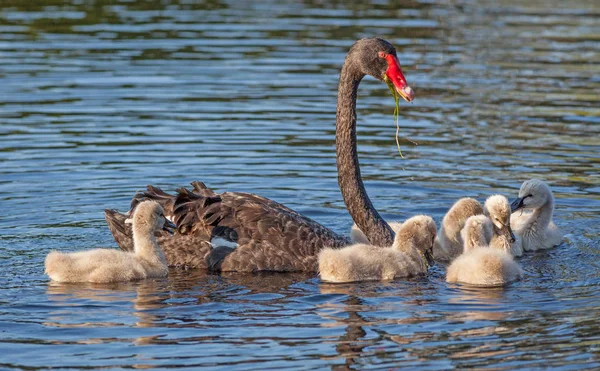 Cisne preto alimentando Cygnets — Fotografia de Stock