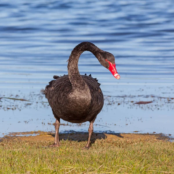 Porträt eines schwarzen Schwans — Stockfoto