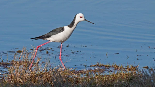 Black-winged Stilt — Stock Photo, Image