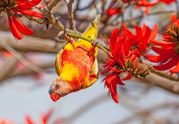 Farveafvigelser i en regnbue Lorikeet - Stock-foto