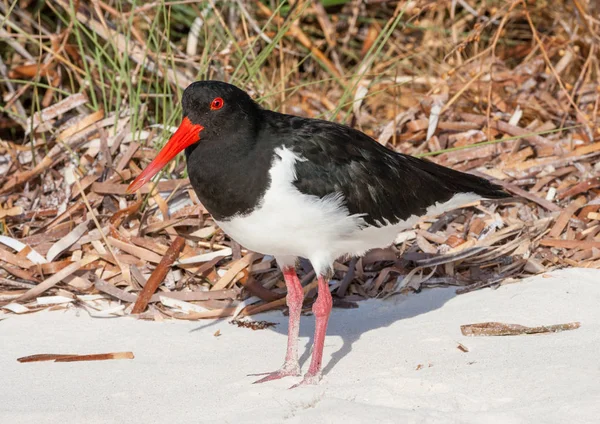 Alaca Oystercatcher yiyecek arama — Stok fotoğraf