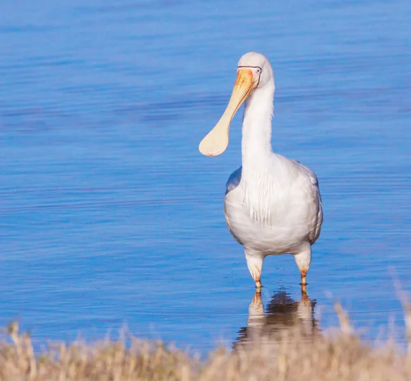 Spoonbill con fatturazione gialla — Foto Stock