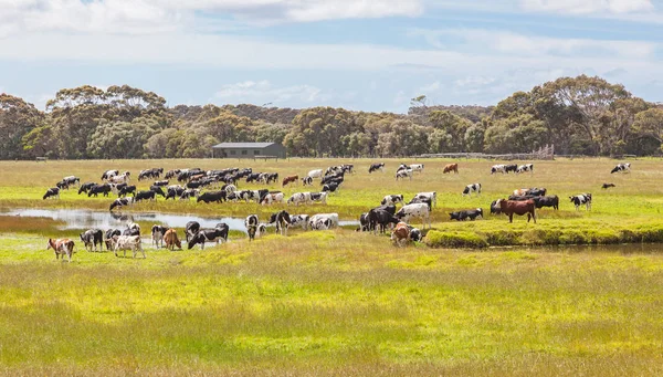 Ausztrál szarvasmarha farm — Stock Fotó
