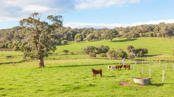 Australian Cattle Farm — Stock Photo, Image