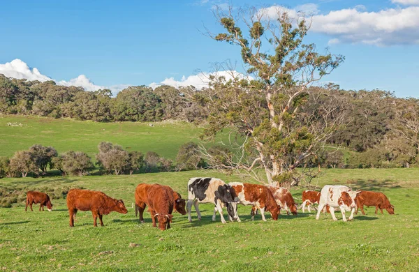 호주 가축 농장 — 스톡 사진