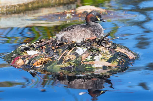 Een Australasian Grebe, Tachybaptus novaehollandiae — Stockfoto