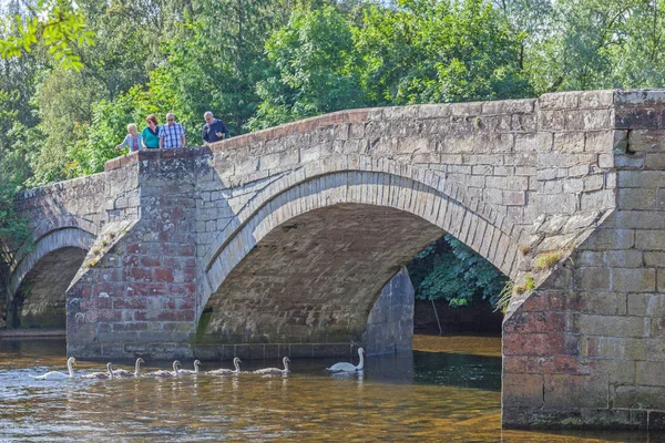Pooley Bridge Swan Family — Stock Photo, Image