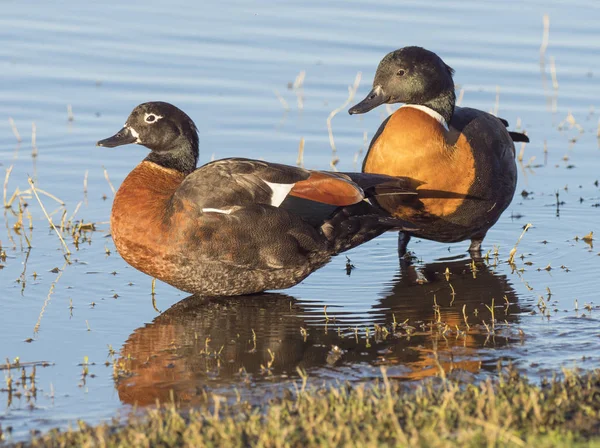 Australische Bergeend paar — Stockfoto