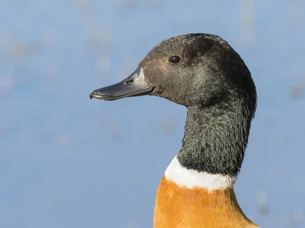 호주 Shelduck Portait — 스톡 사진