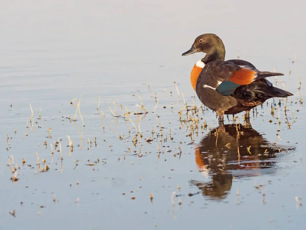 Male Australian Shelduck — Stock Photo, Image