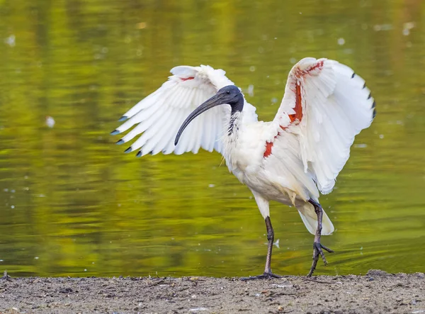Australský bílá ibis — Stock fotografie
