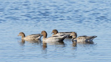 Avustralya tahta ördek