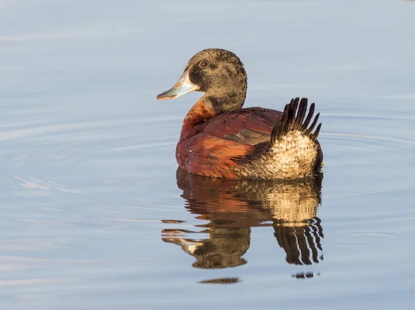 Blauw-billed eend — Stockfoto