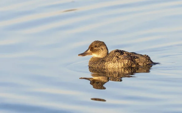 Kvinnliga blå-Billed anka — Stockfoto