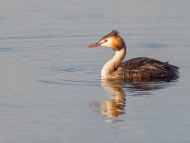 büyük tepeli batağan