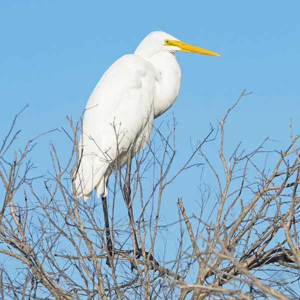 Grande Egret na árvore — Fotografia de Stock
