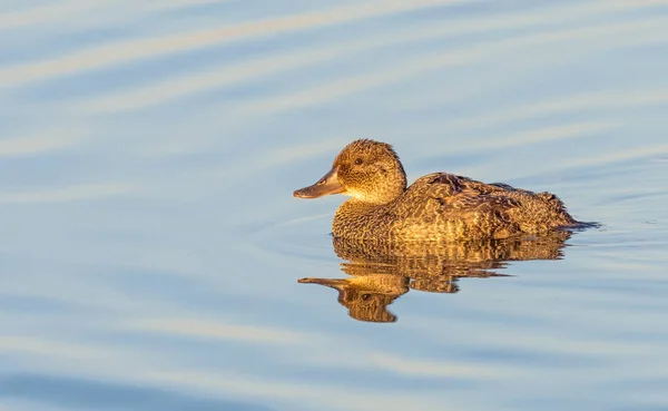 Kvinnliga blå-Billed anka — Stockfoto