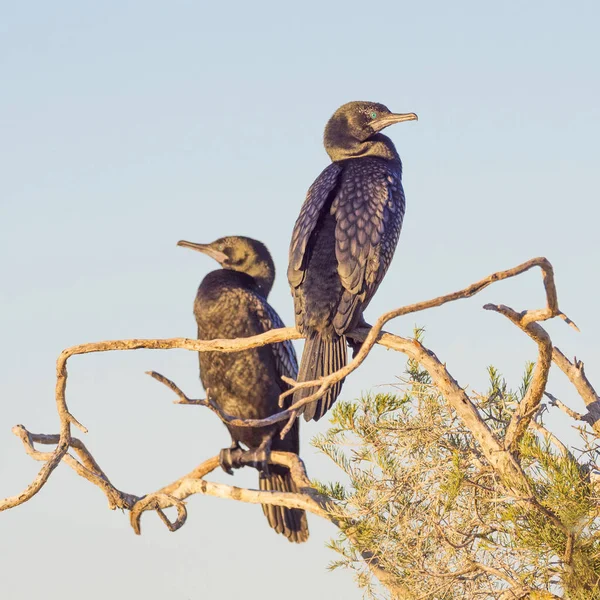 Pequeños cormoranes negros —  Fotos de Stock