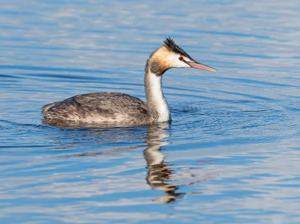 Gran Grebe Crestado — Foto de Stock