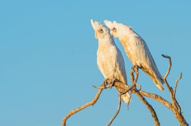 Küçük Corella dal