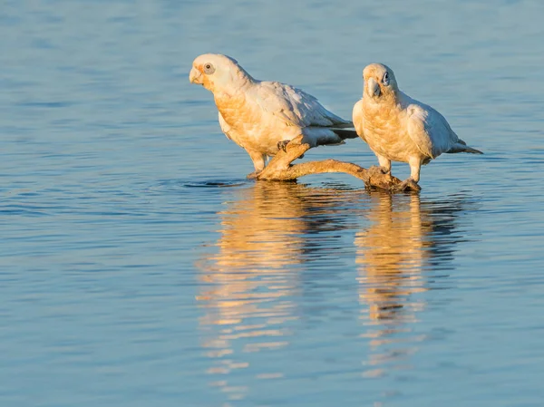 Pequenos Corellas Beber — Fotografia de Stock