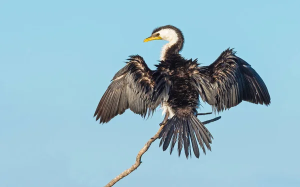 Petit cormoran pied — Photo