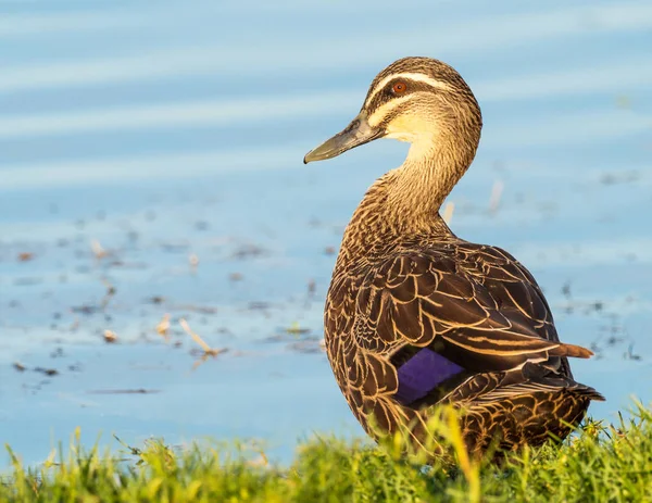 Pacific Black Duck — Stockfoto