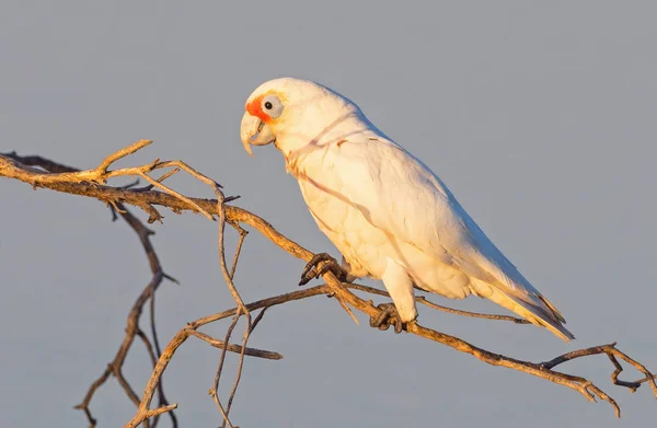 Western Corella sur une branche — Photo