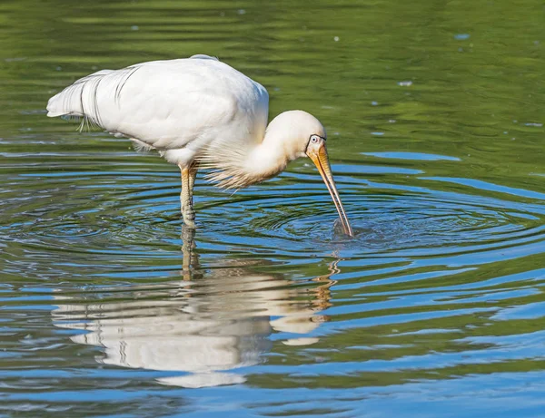 Yellow-Billed Spoonbill — Stock Photo, Image