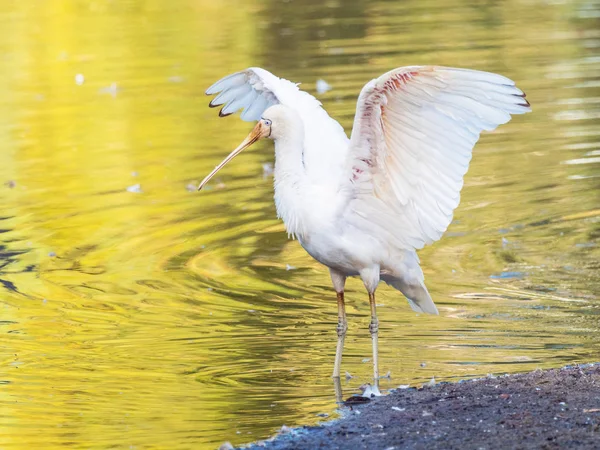 Yellow-Billed Spoonbill — Stock Photo, Image